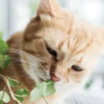 Indoor Oasis: Choosing the Best Pet-Safe Plants for Your Space